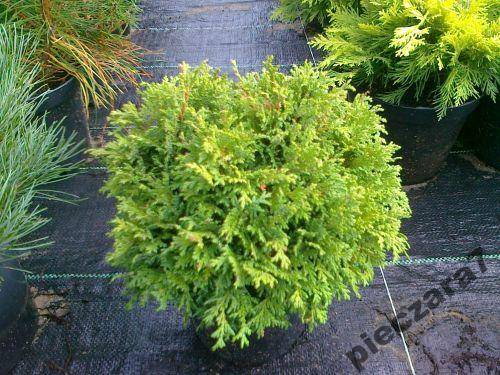 mojabudowa.pl - blog budowlany