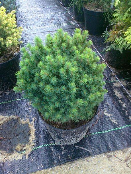 mojabudowa.pl - blog budowlany