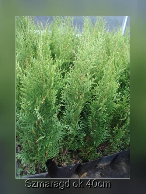 mojabudowa.pl - blog budowlany